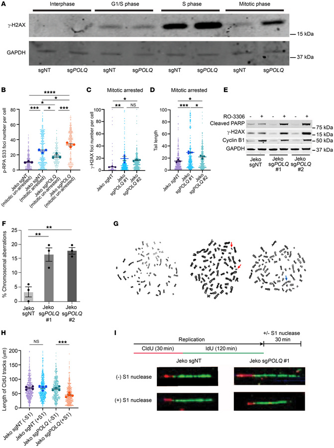 MCL cells rely on POLΘ and MMEJ-mediated DSB repair to repair mitotic DN...