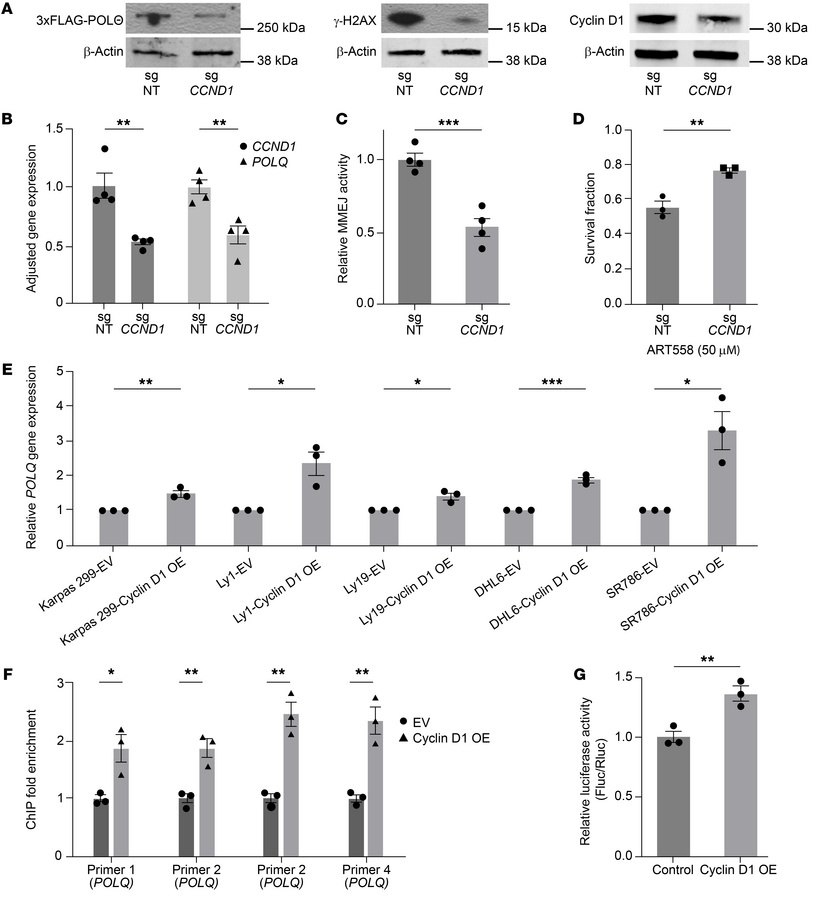 Cyclin D1 overexpression specifically increases the expression of POLQ t...