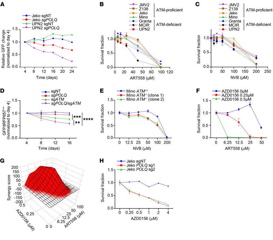 POLΘ inhibition induces a significant antitumor effect in MCL and is aug...