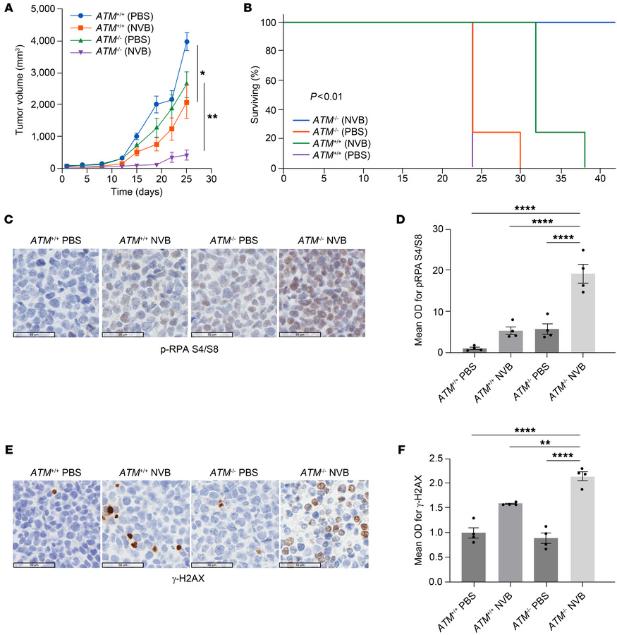 POLΘ depletion induces a significant antitumor effect in the in vivo MCL...