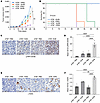 POLΘ depletion induces a significant antitumor effect in the in vivo MCL mo