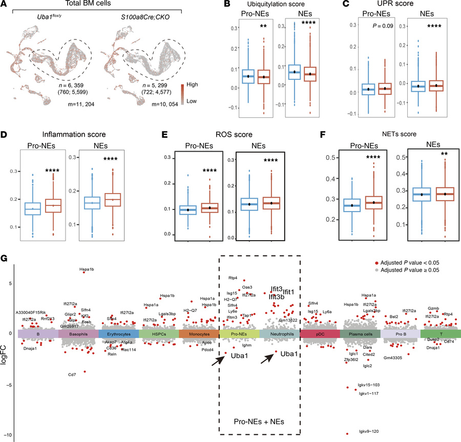 Disturbed NE homeostasis is revealed by single-cell computational analys...