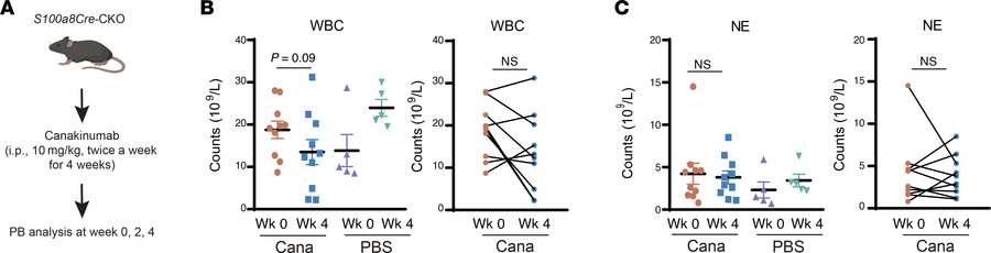 Treatment of VEXAS-like symptoms by inhibition of IL-1b and IL-1R1.
(A) ...