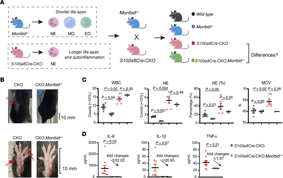 Treatment of the VEXAS-like symptoms by genetic loss of Morrbid.
(A) S10...