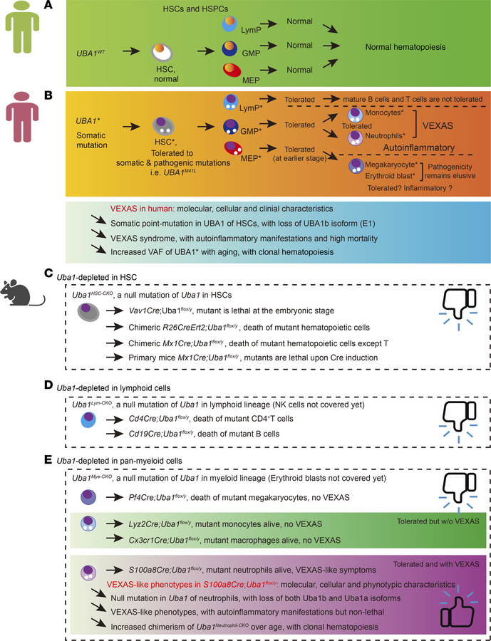 Summary of the study and a comparison with VEXAS-related clinical studie...