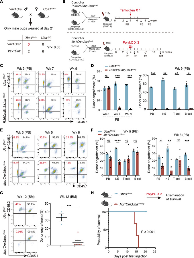 Conditional depletion of Uba1 in HSCs.
(A) Genetic crossing strategies t...
