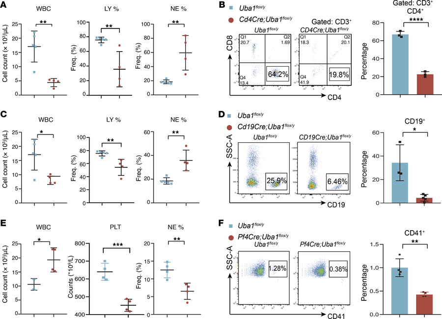 Conditional depletion of Uba1 in CD4+ T cells, CD19+ B cells, and megaka...