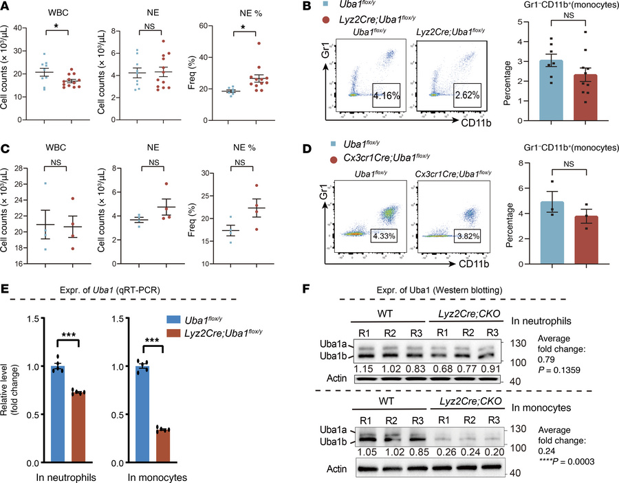 Conditional depletion of Uba1 in monocytes and macrophages.
(A–D) Mice w...