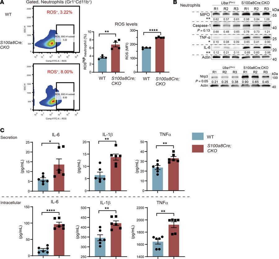 Cell-autonomous proinflammatory activation in S100a8Cre-CKO NEs.
(A) Mea...