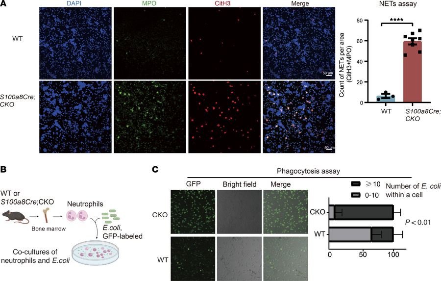 NETs formation and phagocytosis in S100a8Cre-CKO NEs.
(A) Mutant NEs man...