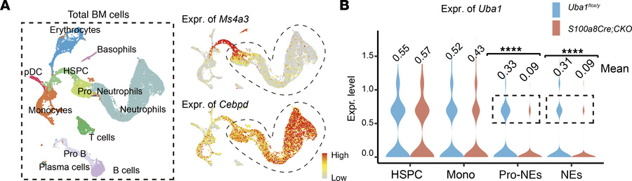 NE-specific depletion of Uba1 in S100a8Cre-CKO BM revealed by scRNA-Seq ...