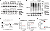 Ubiquitylation and cell survival in S100a8Cre-CKO NEs.