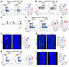 Sympathetic innervation negatively controls SSC abundance.