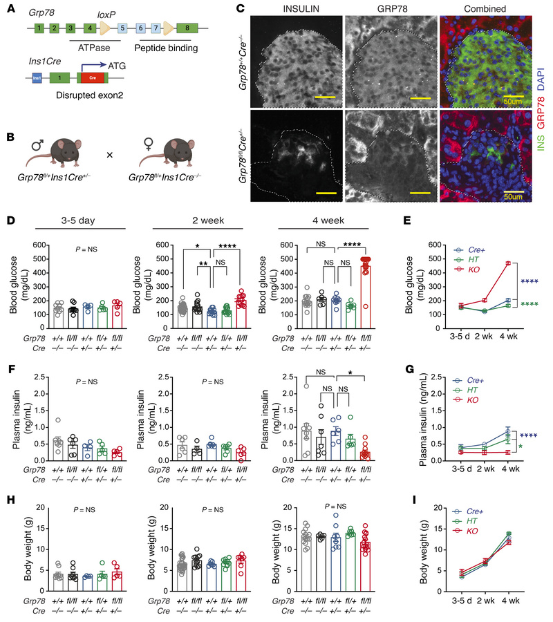 Deletion of key ER chaperone GRP78 from β cells in mice caused insulin-d...