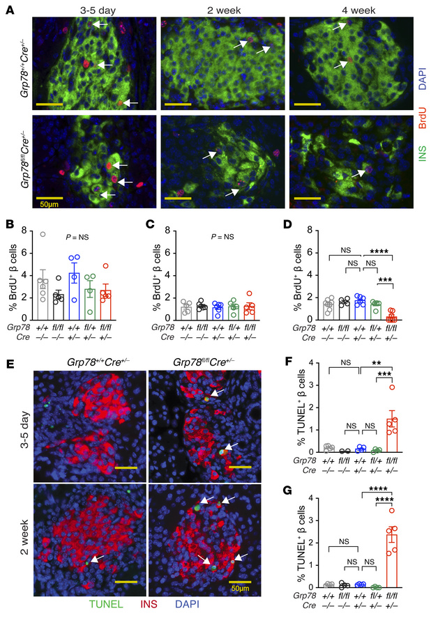Loss of β cell mass after GRP78 deletion was predominantly due to increa...