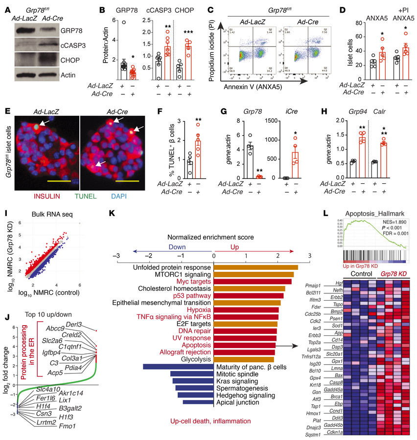 Ex vivo GRP78 depletion increased β cell death and transcriptional signa...