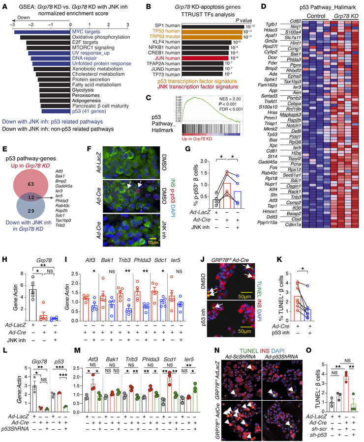 JNK inhibition or acute p53 inhibition both rescue β cell death.
All pan...