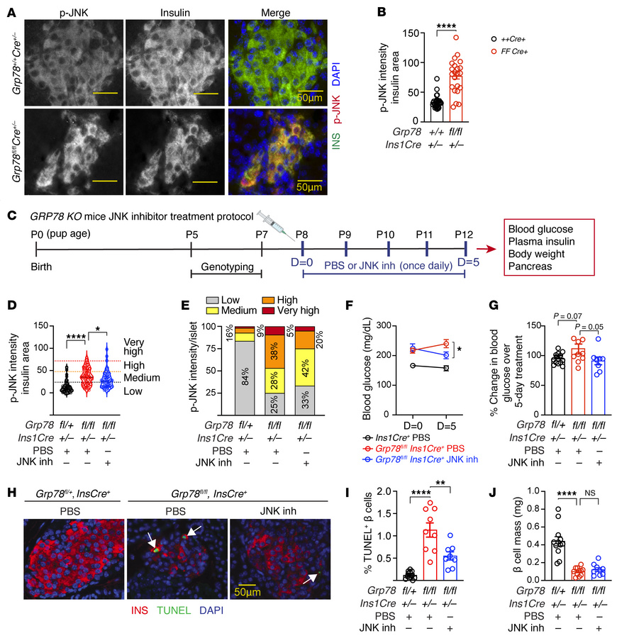 JNK inhibition reduces β cell death in Grp78-deletion mice.
All panels s...