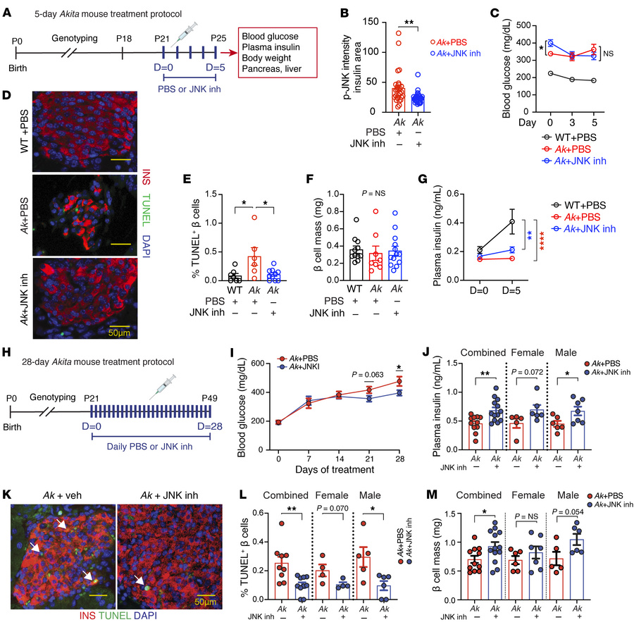 JNK inhibition decreases β cell death in Akita mice.
(A) Schematic of 5-...