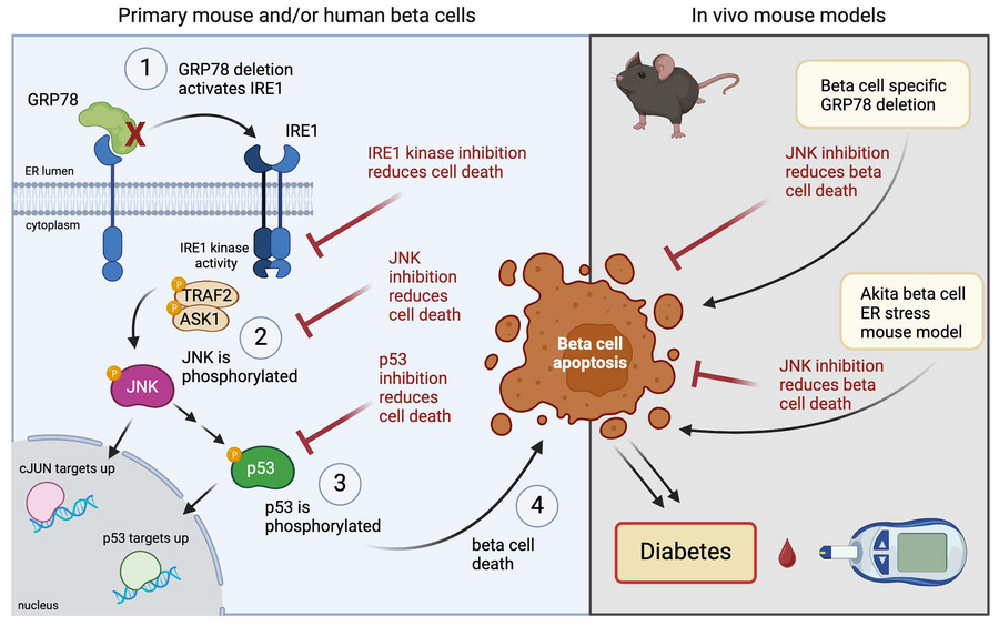 graphical abstract