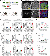 Deletion of key ER chaperone GRP78 from β cells in mice caused insulin-defi