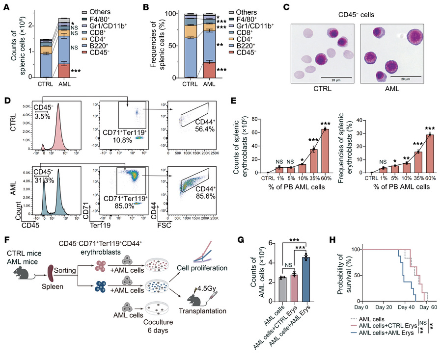 An erythroblast population is markedly expanded in the spleens of AML mi...