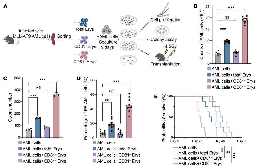 CD81+ Erys promote AML cell proliferation and contribute to disease prog...
