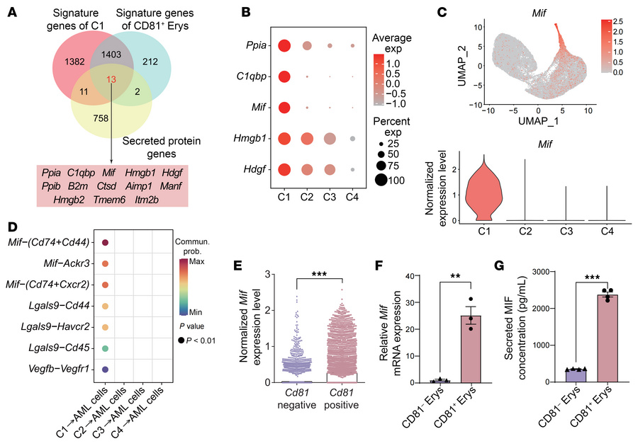 CD81+ Erys secrete elevated levels of MIF.
(A) Venn diagram illustrating...