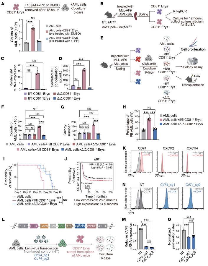 MIF plays a central role in mediating the AML-promoting effects of CD81+...