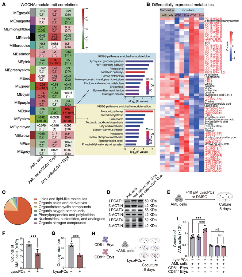Coculturing with CD81+ Erys reshapes the metabolic profile of AML cells....