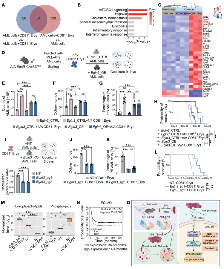 MIF/CD74/mTORC1/EGLN3 regulatory axis rebalances lipid metabolism in AML...