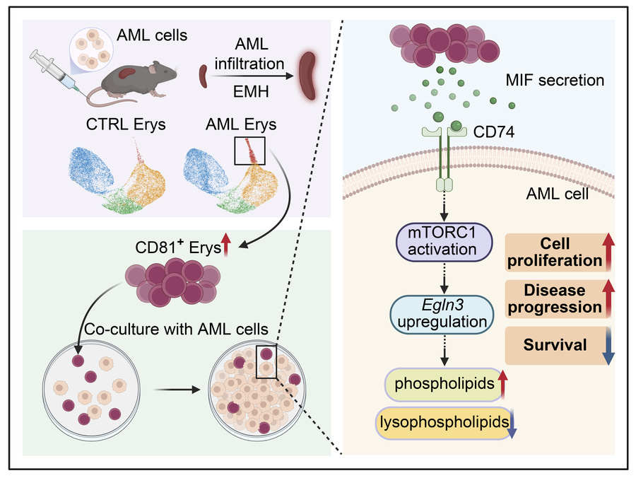 graphical abstract