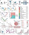 CD81+ Erys are notably enriched in the spleens of AML mice.