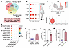 CD81+ Erys secrete elevated levels of MIF.