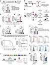 MIF plays a central role in mediating the AML-promoting effects of CD81+ Er