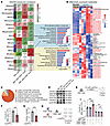 Coculturing with CD81+ Erys reshapes the metabolic profile of AML cells.