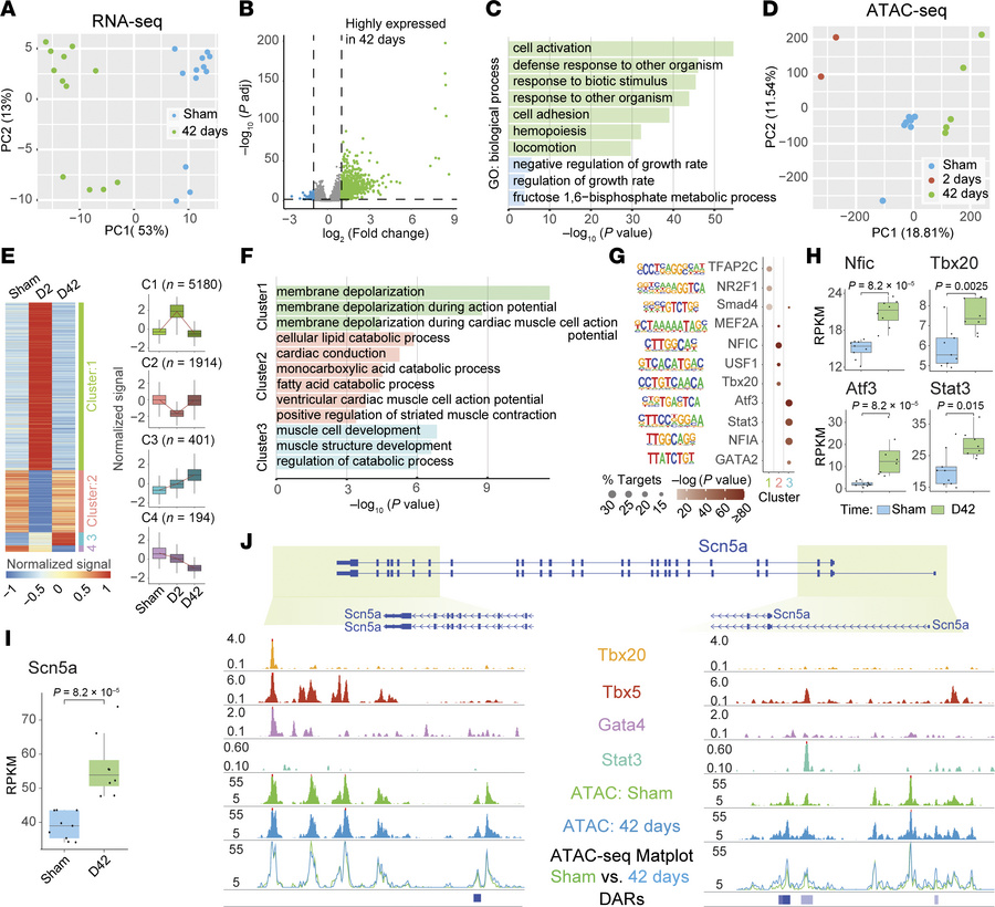 Cardiac radiation induces dynamic changes in gene expression and chromat...