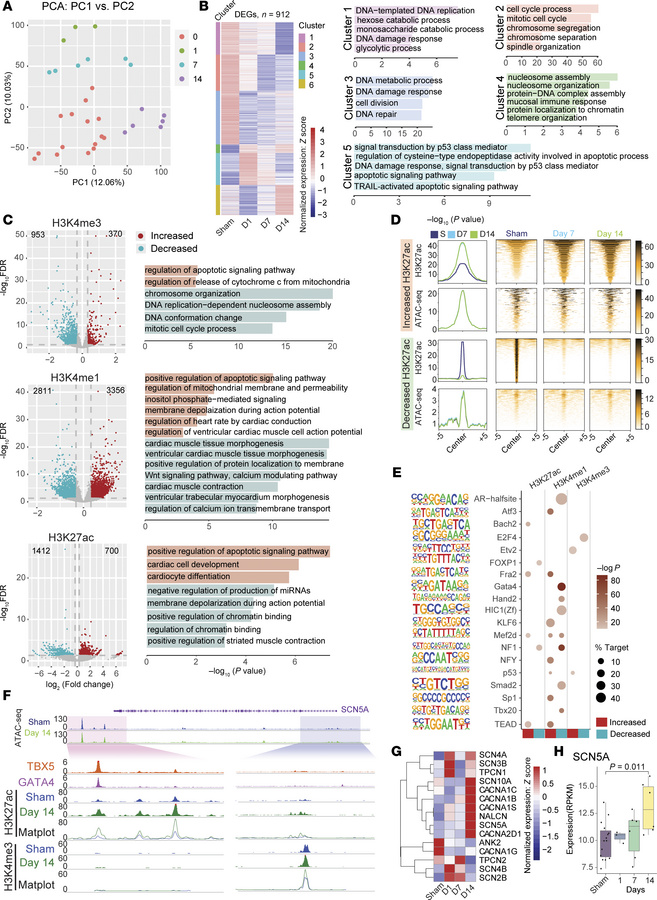 25 Gy IR alters the epigenetic landscape of hiPSC-CMs.
(A) PCA of RNA-se...