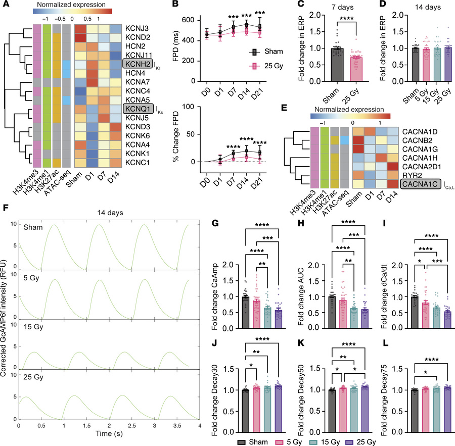 Epigenetic profiling reveals changes to repolarization and calcium handl...