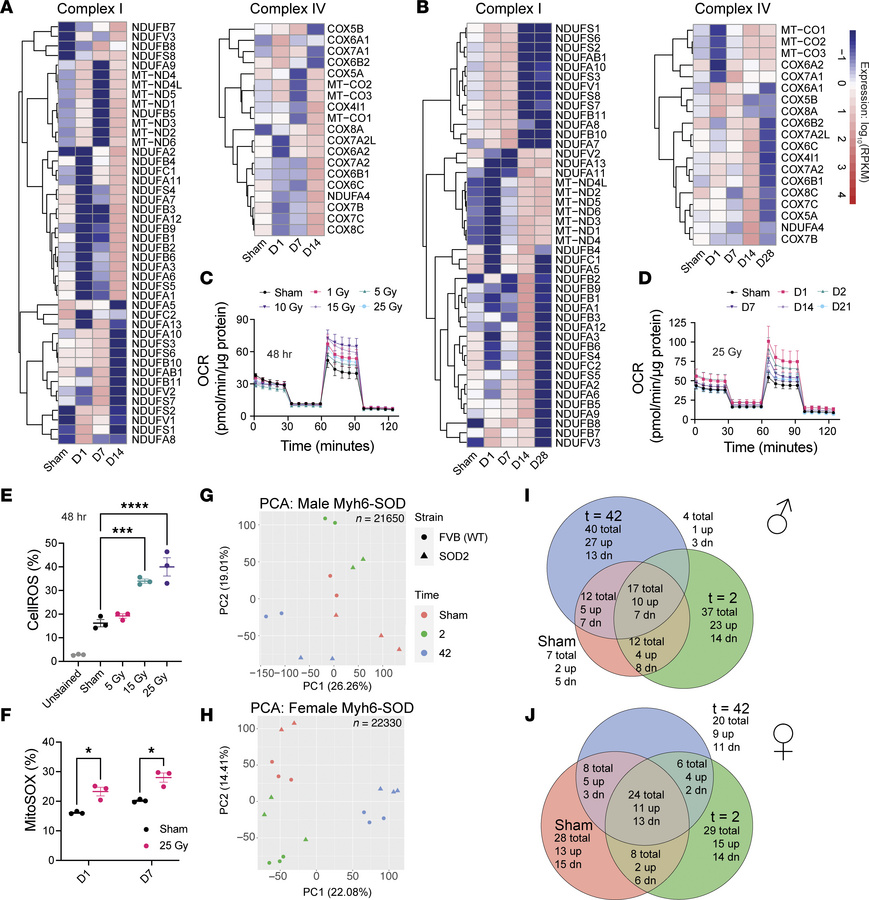 IR transcriptionally regulates mitochondrial physiology and OXPHOS.
(A a...