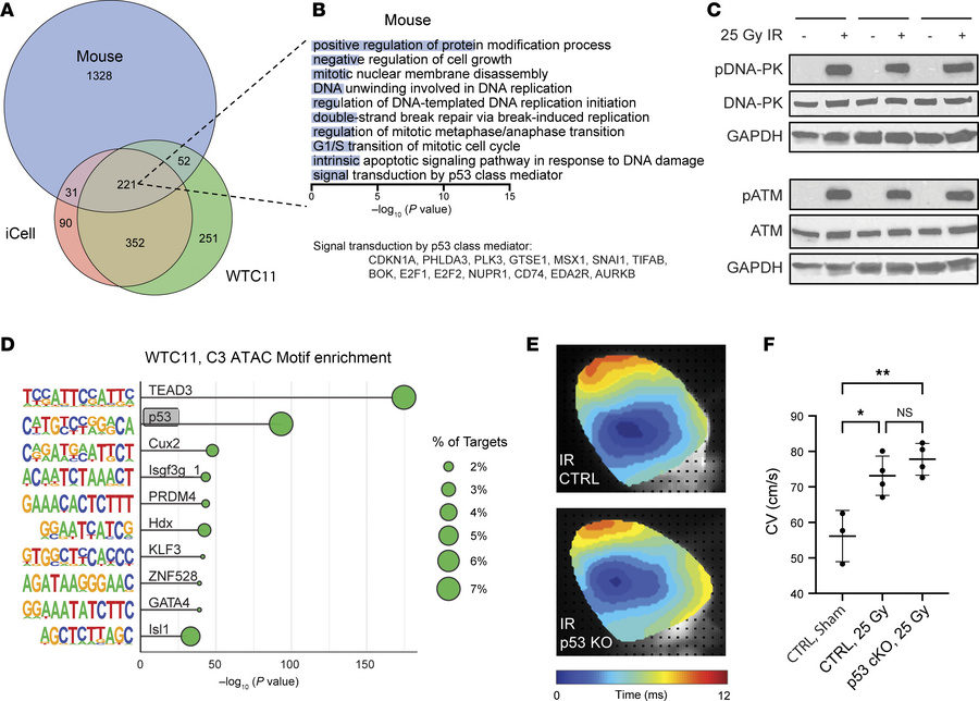 Cross-species comparison demonstrates conserved transcriptional pathways...