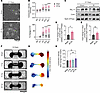 IR induces cardiomyocyte-autonomous CV increases in a dose-dependent fashio