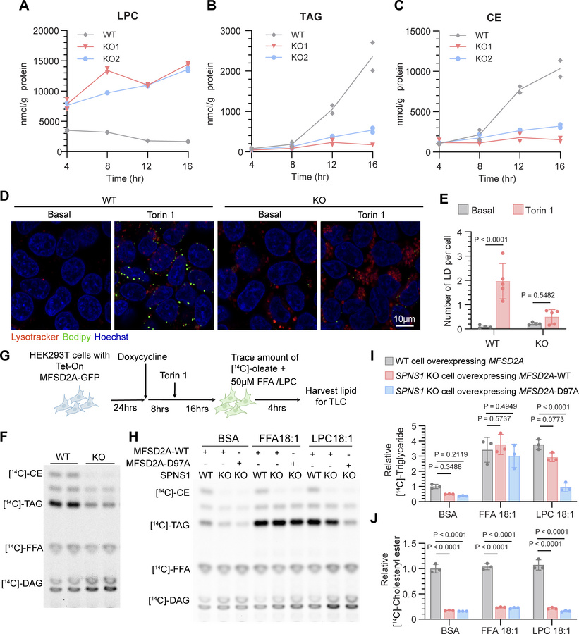 SPNS1 deficiency results in a defect in triglyceride and cholesteryl est...