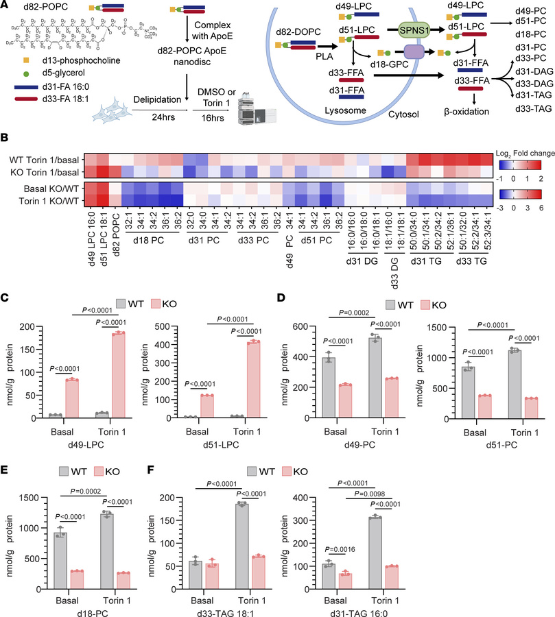 The fatty acyl moiety of LPC transported by SPNS1 contributes to triglyc...