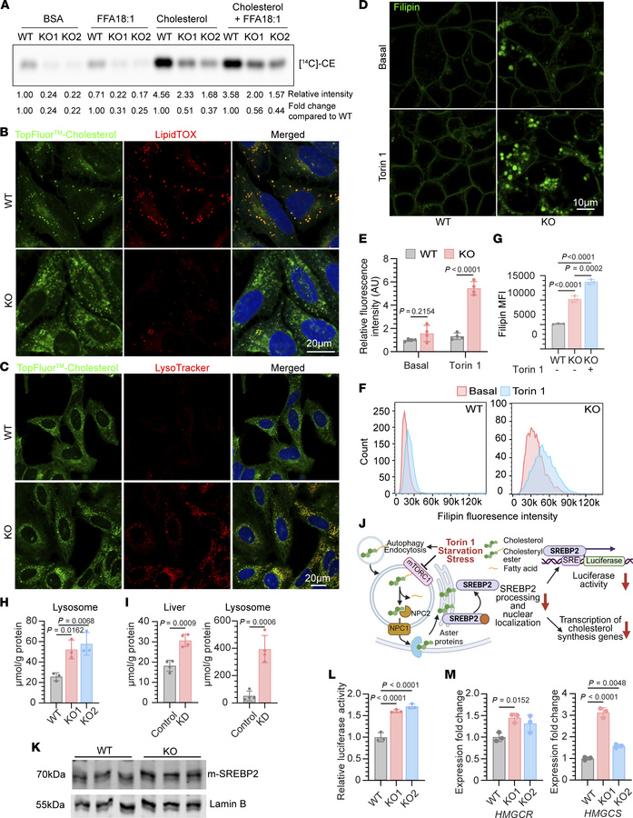 
SPNS1-KO cells have defective lysosomal cholesterol egress.
(A) Quantif...