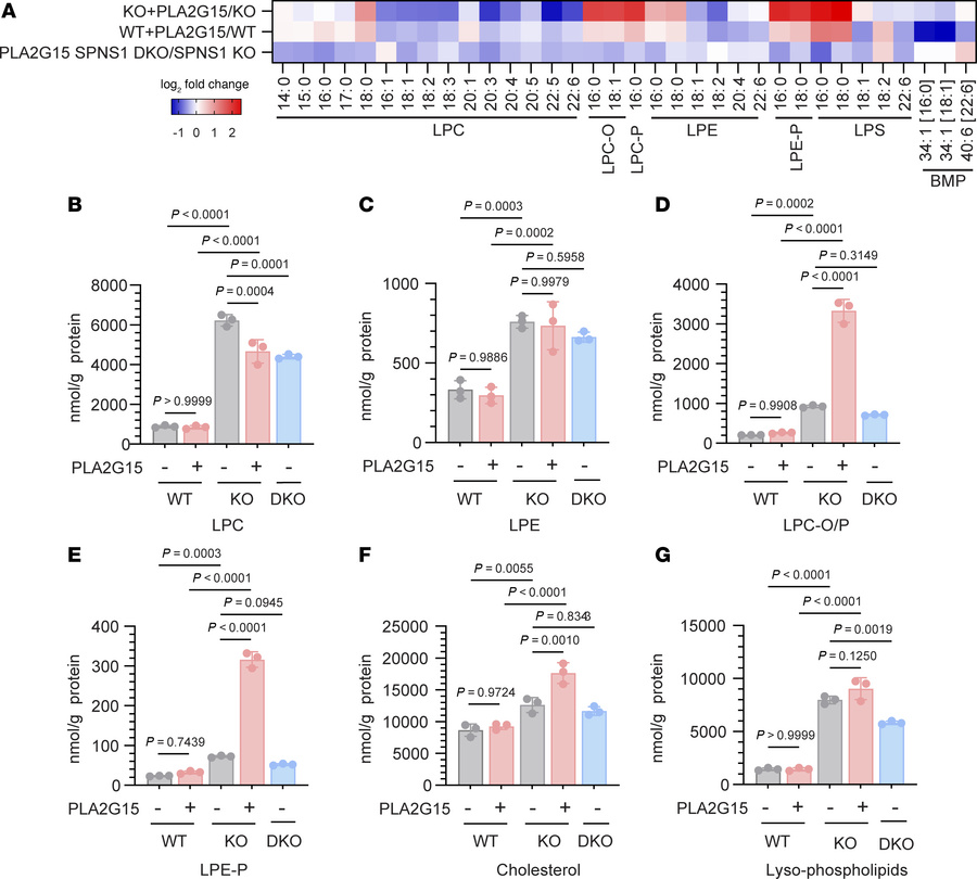 PLA2G15 enzyme supplementation increases lysosomal cholesterol.
HEK293T ...