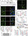 SPNS1-KO cells have defective lysosomal cholesterol egress.