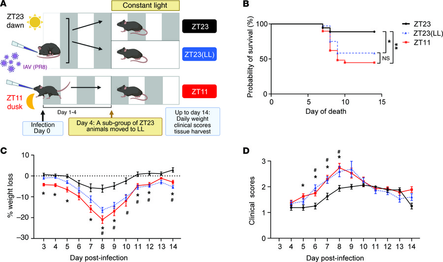 Constant light exposure abrogated the specific time-of-day protection fo...