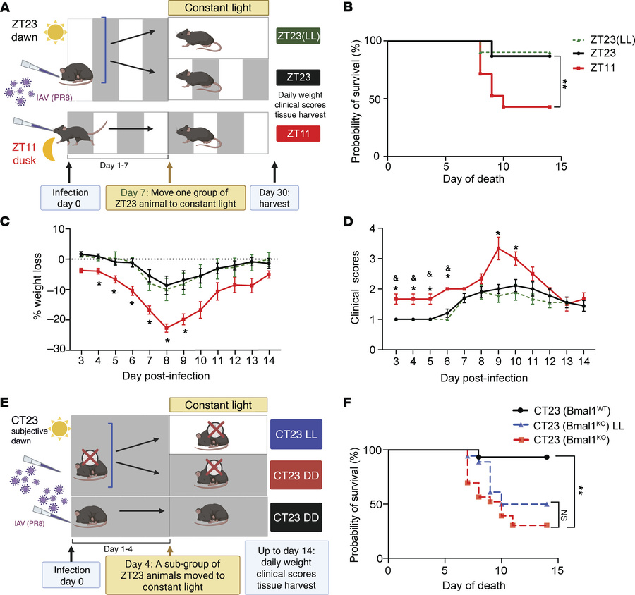 A specific window of vulnerability to light disruption following influen...