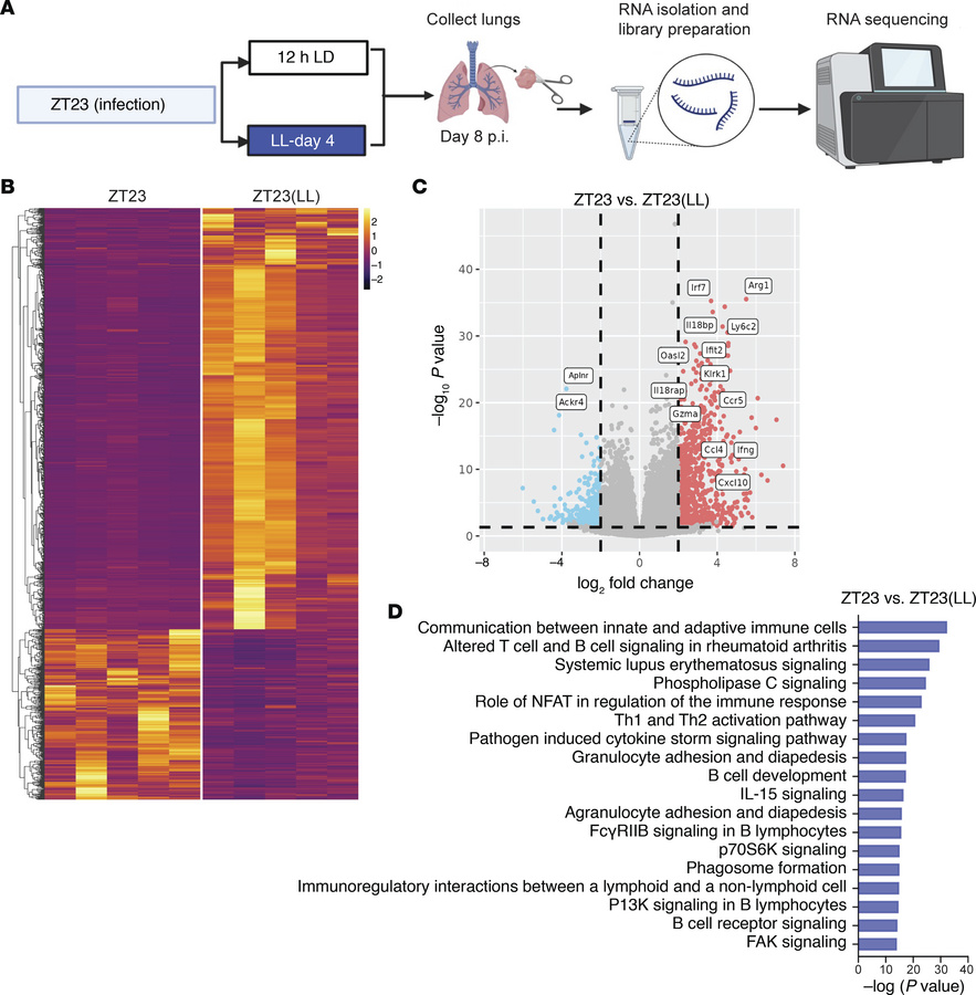 Transcriptomic analyses showed global immune activation in the ZT23 and ...